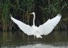 Great White Egret at Bowers Marsh (RSPB) (Graham Oakes) (74079 bytes) Great White Egret at Bowers Marsh (RSPB) (Graham Oakes) (74079 bytes)