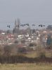 Barnacle Goose at West Canvey Marsh (RSPB) (Tim Bourne) (54666 bytes)