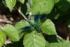 Banded Demoiselle at Cherry Orchard Country Park (Mike Bailey) (69548 bytes)