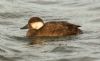 Common Scoter at Gunners Park (Steve Arlow) (100758 bytes)