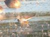 Lesser Yellowlegs at Vange Marsh (RSPB) (Tim Bourne) (68931 bytes) Lesser Yellowlegs at Vange Marsh (RSPB) (Tim Bourne) (68931 bytes)