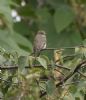 Spotted Flycatcher at Gunners Park (Jeff Delve) (61234 bytes) Spotted Flycatcher at Gunners Park (Jeff Delve) (61234 bytes)