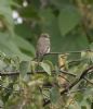 Spotted Flycatcher at Gunners Park (Jeff Delve) (61234 bytes)