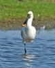 Spoonbill at Bowers Marsh (RSPB) (Graham Oakes) (75784 bytes)