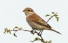 Red-backed Shrike at Private site with no public access (Steve Arlow) (40847 bytes) Red-backed Shrike at Private site with no public access (Steve Arlow) (40847 bytes)