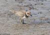 Little Ringed Plover at Wallasea Island (RSPB) (Jeff Delve) (72668 bytes)