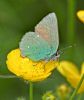 Green Hairstreak at Bowers Marsh (RSPB) (Graham Oakes) (63291 bytes)