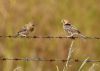 Corn Bunting at Bowers Marsh (RSPB) (Graham Oakes) (55509 bytes)