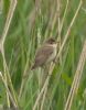 Marsh Warbler at Benfleet Downs (Jeff Delve) (70741 bytes)