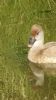 Red-crested Pochard at Gunners Park (Neil Chambers) (63124 bytes)