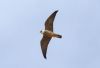 Hobby at Paglesham Lagoon (Steve Arlow) (40589 bytes)