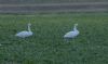 Whooper Swan at Wallasea Island (RSPB) (Jeff Delve) (52223 bytes) Whooper Swan at Wallasea Island (RSPB) (Jeff Delve) (52223 bytes)
