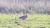 White-fronted Goose at Paglesham Lagoon (Paul Baker) (94910 bytes)