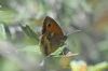 Gatekeeper at West Canvey Marsh (RSPB) (Richard Howard) (41376 bytes)