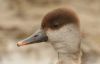 Red-crested Pochard at Bowers Marsh (RSPB) (Steve Arlow) (42621 bytes)