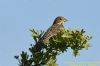 Corn Bunting at Fleet Head (Richard Howard) (54316 bytes)