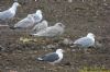 Larus sp. at Private site with no public access (Richard Howard) (151941 bytes)