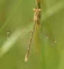Southern Emerald Damselfly at Canvey Way (Graham Oakes) (49653 bytes) Southern Emerald Damselfly at Canvey Way (Graham Oakes) (49653 bytes)