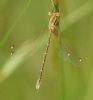 Southern Emerald Damselfly at Canvey Way (Graham Oakes) (49653 bytes)