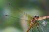 Ruddy Darter at Bowers Marsh (RSPB) (Tim Bourne) (47119 bytes)