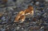 Snow Bunting at Wallasea Island (RSPB) (Jeff Delve) (55209 bytes)