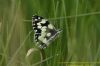 Marbled White at West Canvey Marsh (RSPB) (Richard Howard) (56289 bytes)