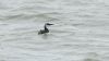 Guillemot at Southend Pier (Steve Arlow) (47104 bytes)