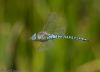 Southern Migrant Hawker at Benfleet Downs (Jeff Delve) (28065 bytes) Southern Migrant Hawker at Benfleet Downs (Jeff Delve) (28065 bytes)