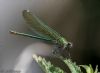 Banded Demoiselle at Cherry Orchard Country Park (Jeff Delve) (43490 bytes)