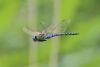 Southern Migrant Hawker at West Canvey Marsh (RSPB) (Tim Bourne) (25124 bytes) Southern Migrant Hawker at West Canvey Marsh (RSPB) (Tim Bourne) (25124 bytes)