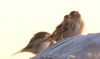 Twite at Wallasea Island (RSPB) (Tim Bourne) (97155 bytes) Twite at Wallasea Island (RSPB) (Tim Bourne) (97155 bytes)