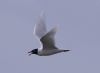 Mediterranean Gull at Bowers Marsh (RSPB) (Vince Kinsler) (18418 bytes)