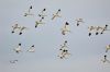 Avocet at River Roach (Graham Mee) (26012 bytes)