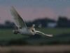 Barn Owl at Vange Marsh (RSPB) (Tim Bourne) (44570 bytes)