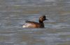 Black-necked Grebe at Bowers Marsh (RSPB) (Jeff Delve) (47494 bytes)