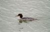 Goosander at Hullbridge (Vince Kinsler) (55168 bytes)