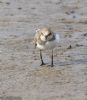 Little Ringed Plover at Wallasea Island (RSPB) (Jeff Delve) (80052 bytes)