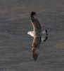 Caspian Gull at Hullbridge (Jeff Delve) (51950 bytes)