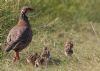 Red-legged Partridge at Wallasea Island (RSPB) (Jeff Delve) (90310 bytes)