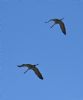 Crane at Wallasea Island (RSPB) (Graham Mee) (39027 bytes)