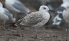 Caspian Gull at Private site with no public access (Steve Arlow) (48077 bytes) Caspian Gull at Private site with no public access (Steve Arlow) (48077 bytes)
