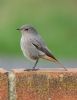 Black Redstart at Canvey Point (Graham Oakes) (62709 bytes)