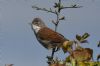 Whitethroat at Canvey Wick (Richard Howard) (57977 bytes)