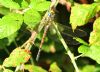 Southern Migrant Hawker at Bowers Marsh (RSPB) (Graham Oakes) (86910 bytes)