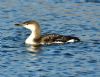 Black-throated Diver at Gunners Park (Graham Oakes) (84639 bytes)