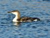 Black-throated Diver at Gunners Park (Graham Oakes) (84639 bytes) Black-throated Diver at Gunners Park (Graham Oakes) (84639 bytes)