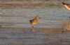 Pectoral Sandpiper at Lower Raypits (Jeff Delve) (77513 bytes) Pectoral Sandpiper at Lower Raypits (Jeff Delve) (77513 bytes)