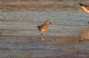 Pectoral Sandpiper at Lower Raypits (Jeff Delve) (77513 bytes)