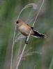 Bearded Tit at Vange Marsh (RSPB) (Jeff Delve) (38145 bytes)