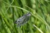 Green-veined White at Vange Marsh (RSPB) (Richard Howard) (54545 bytes)